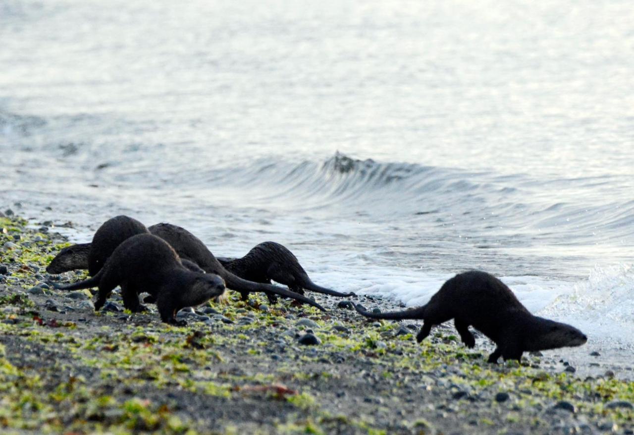 Oceanfront Paradise Comox Dış mekan fotoğraf