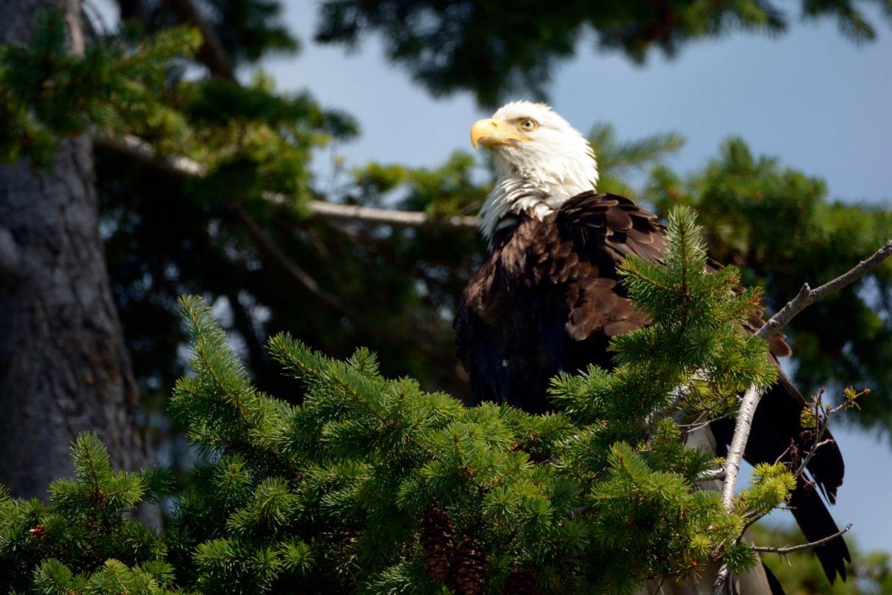 Oceanfront Paradise Comox Dış mekan fotoğraf