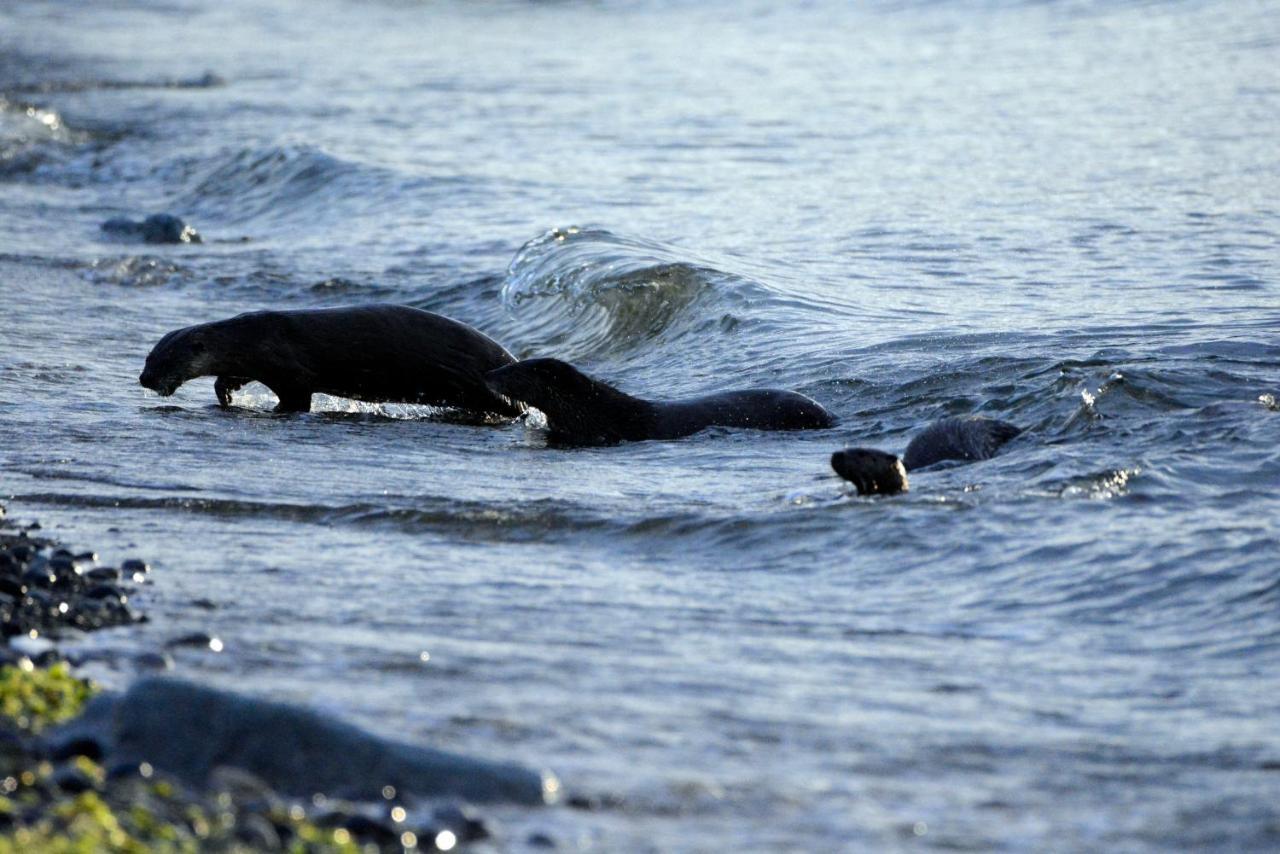 Oceanfront Paradise Comox Dış mekan fotoğraf